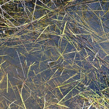 AK Interactive Dioramas: Still Water - 250ml (Acrylic)